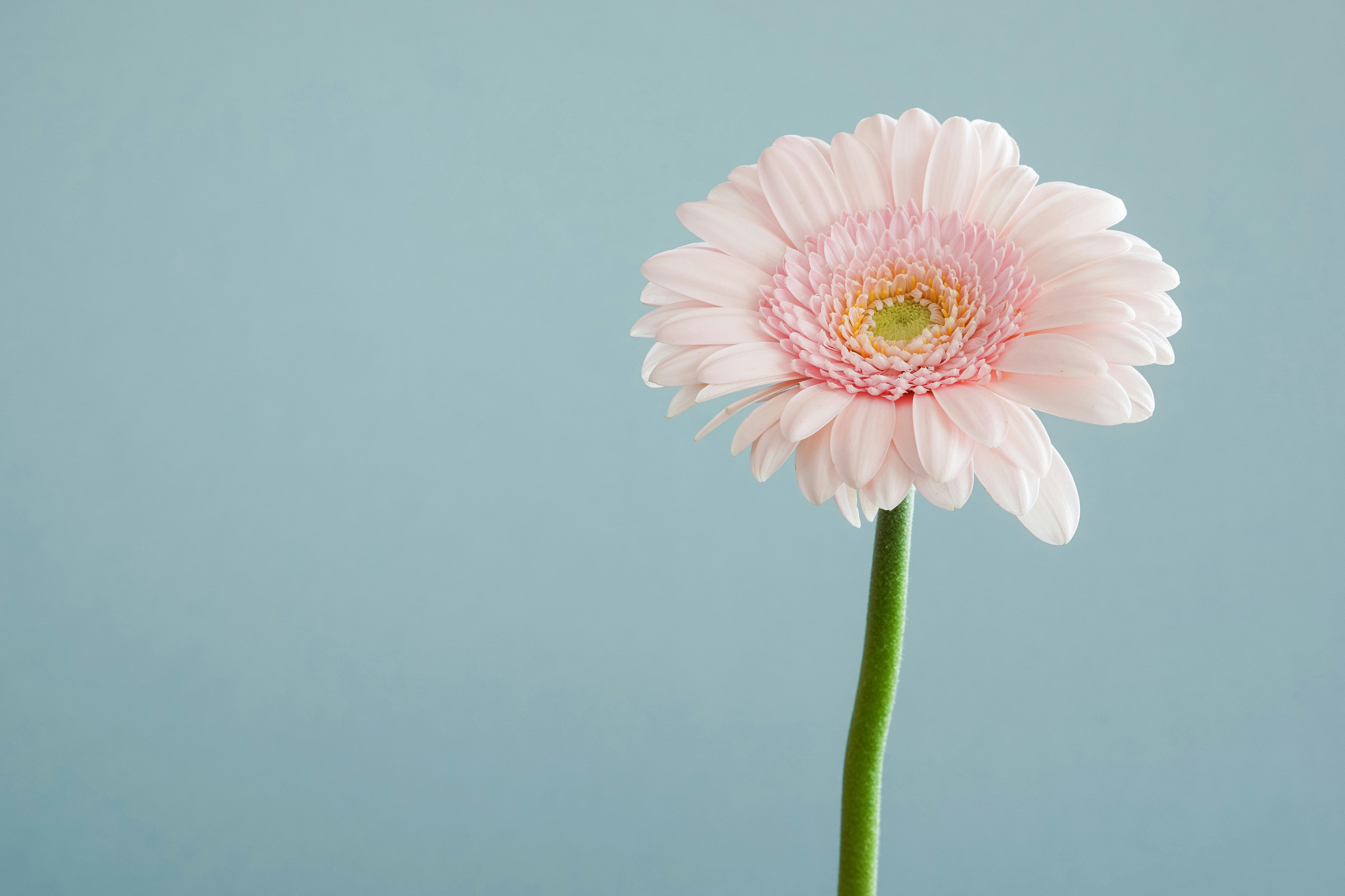 marguerite